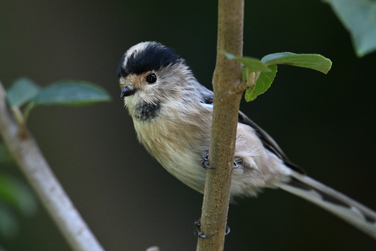 Silver-throated Tit - ML642378295