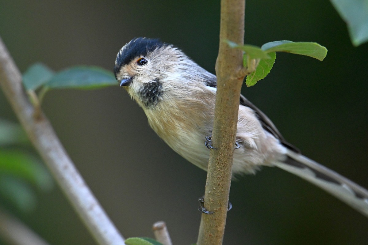 Silver-throated Tit - ML642378296