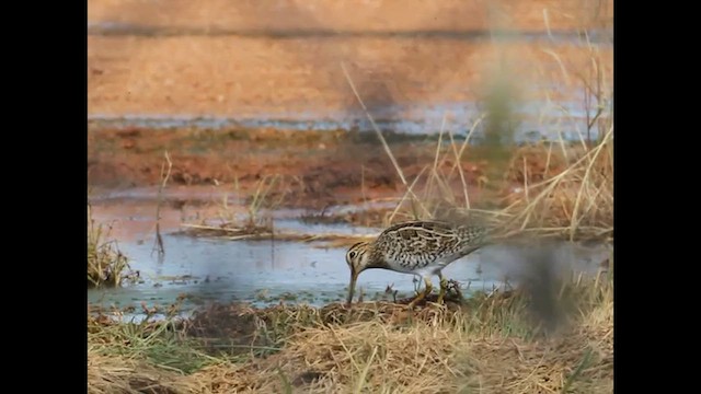 Swinhoe's Snipe - ML642378297