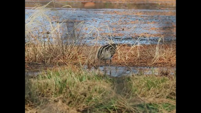 Swinhoe's Snipe - ML642378298