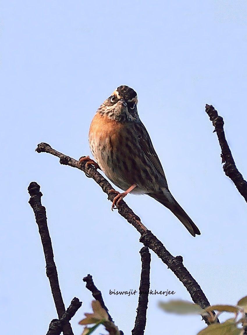 Rufous-breasted Accentor - ML642378299