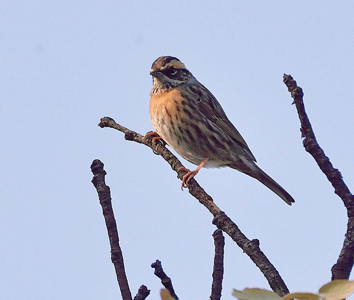 Rufous-breasted Accentor - ML642378300
