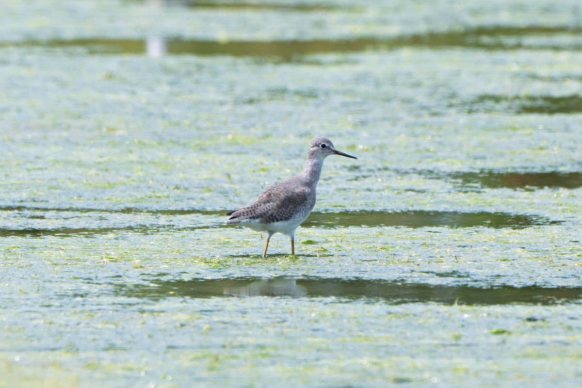 Lesser Yellowlegs - ML642378301
