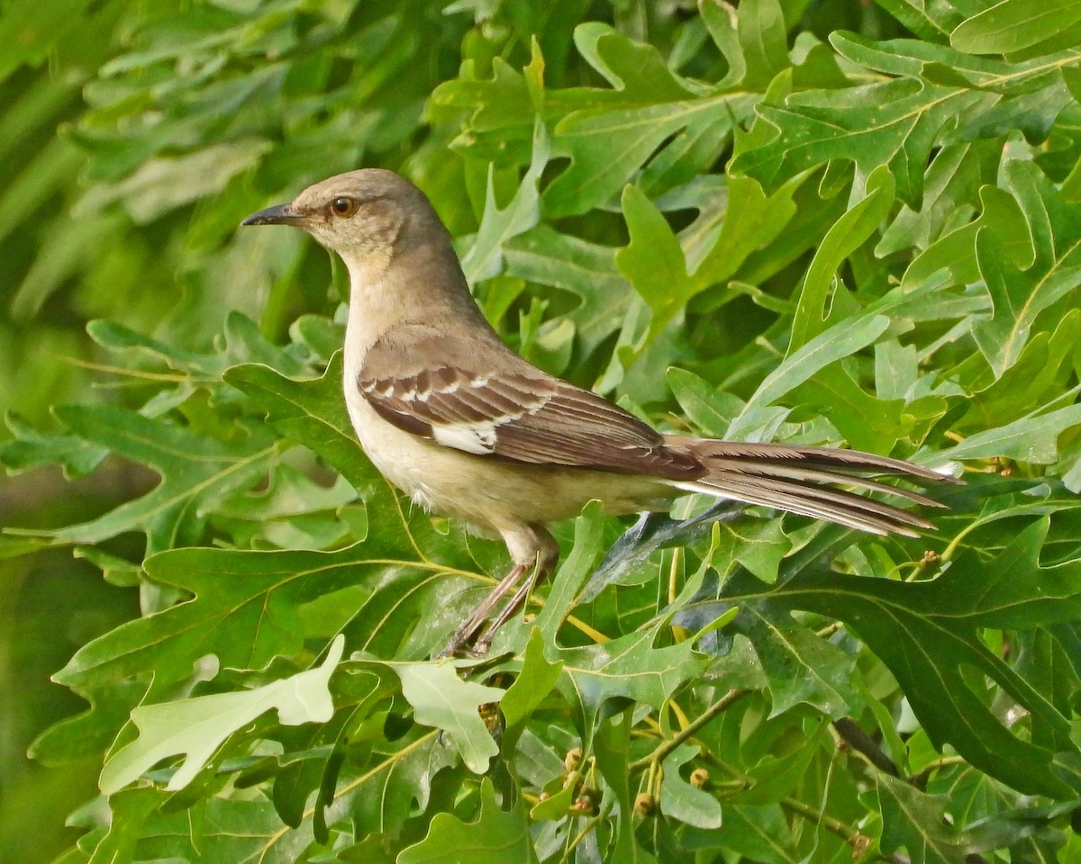 Northern Mockingbird - ML642378304