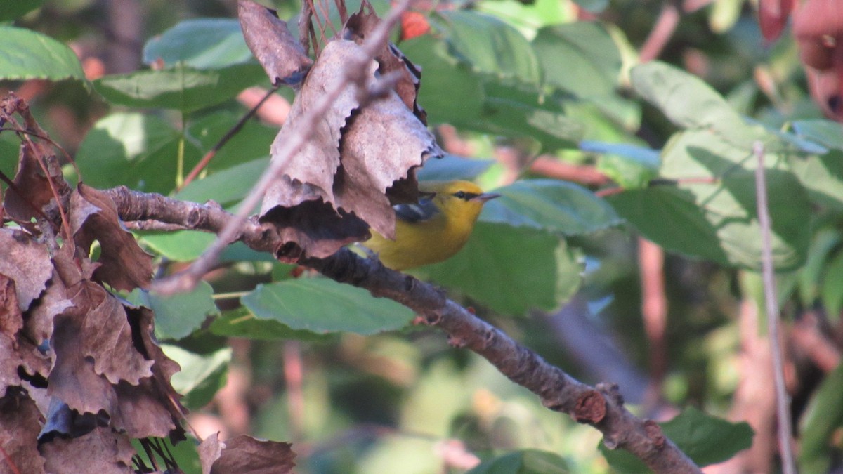 Blue-winged Warbler - ML642378306