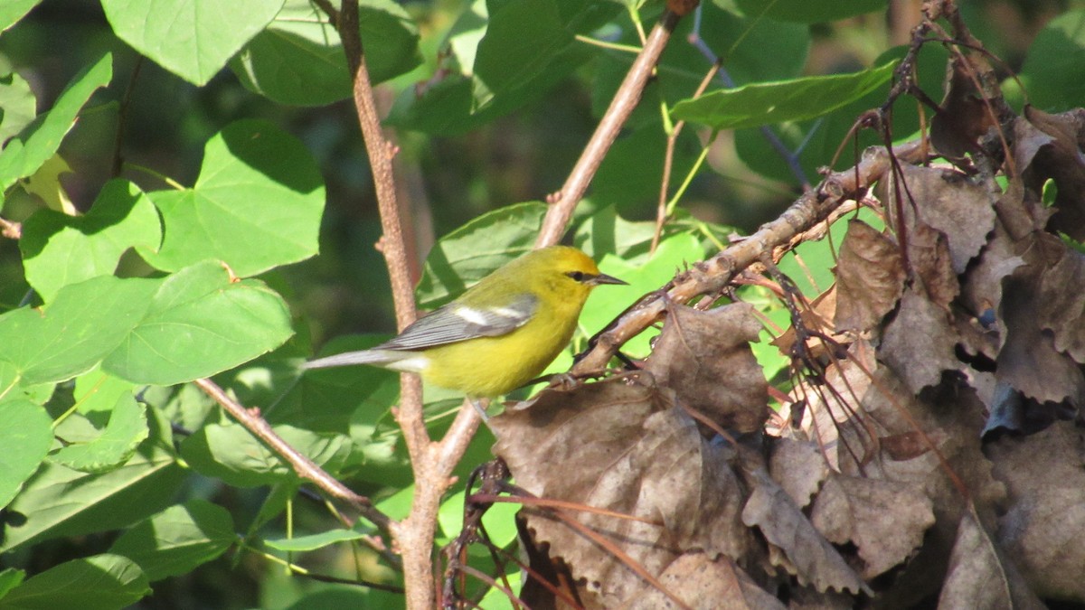 Blue-winged Warbler - ML642378307