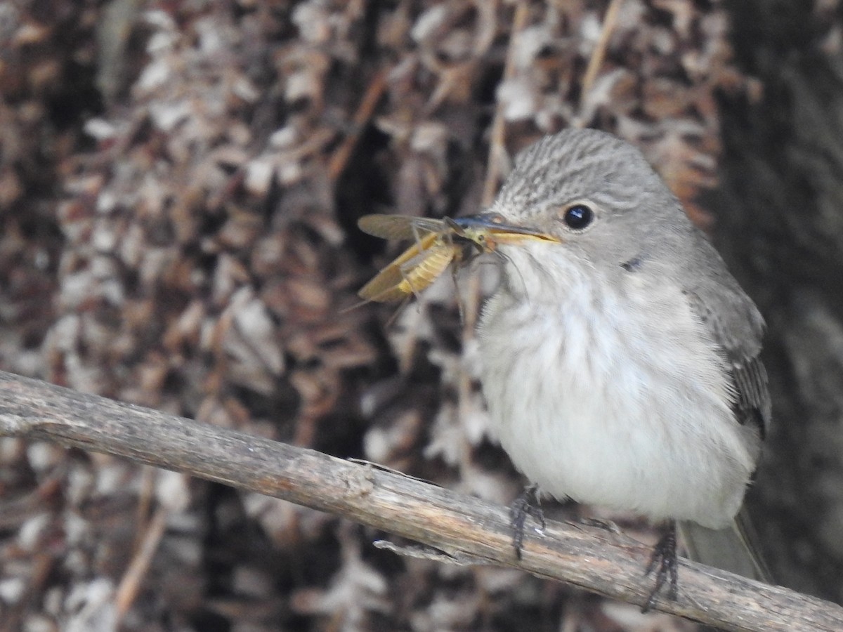 Spotted Flycatcher - ML642378386