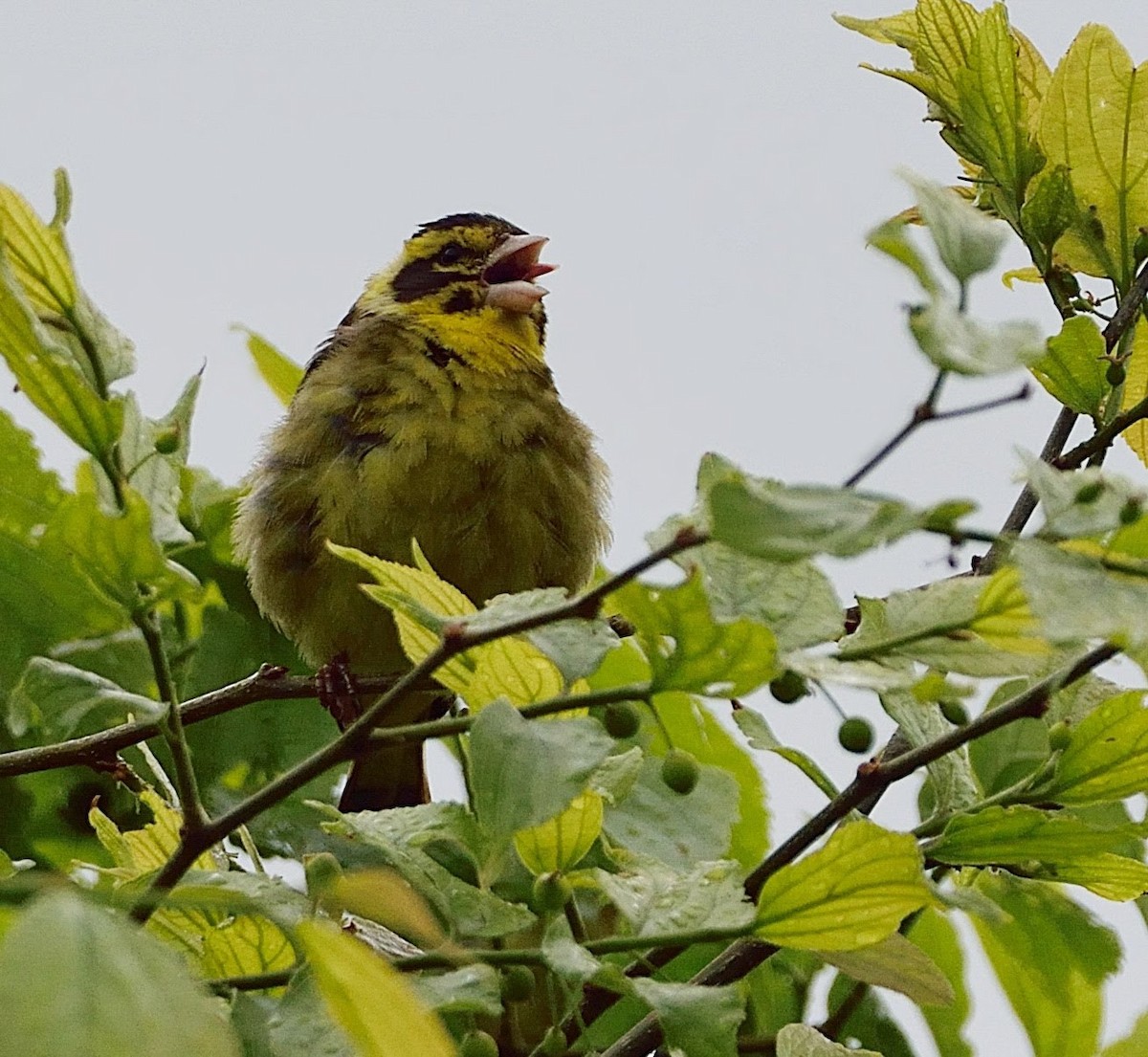 Yellow-breasted Greenfinch - ML642378402