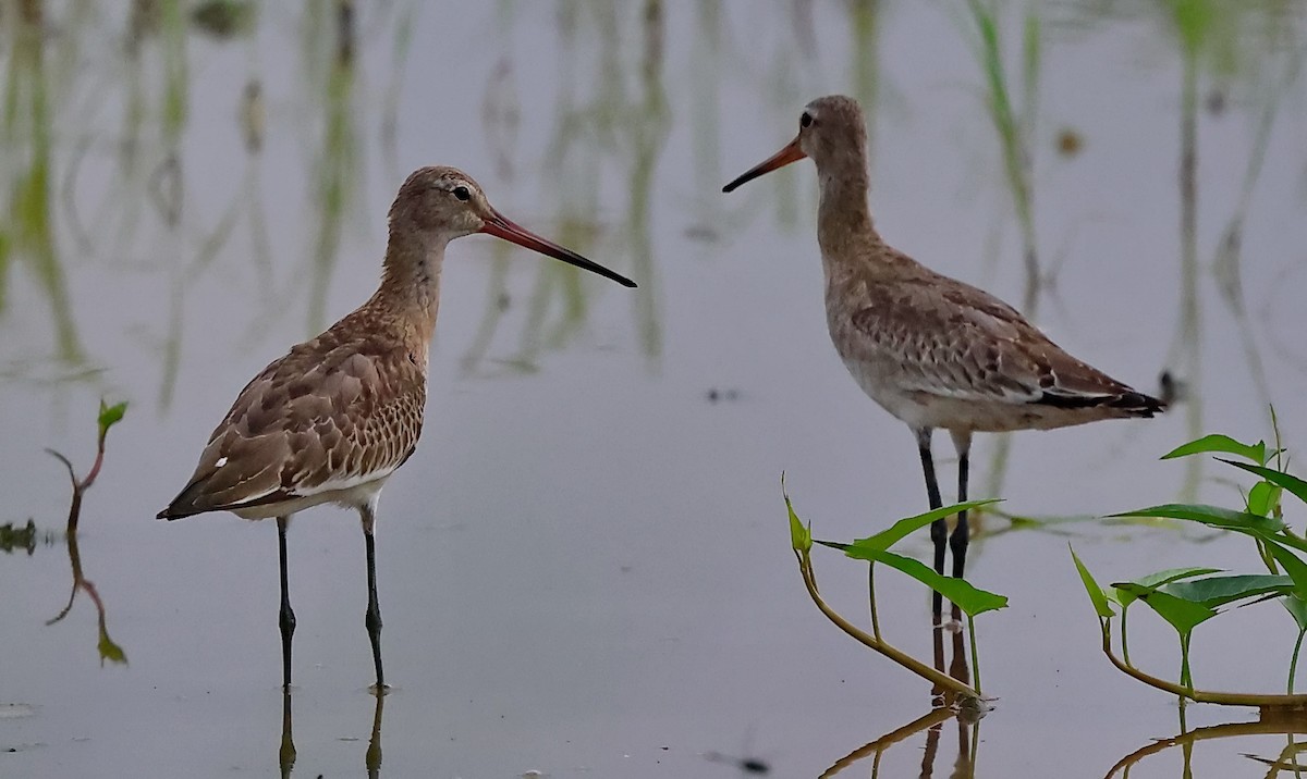Black-tailed Godwit - ML642378403