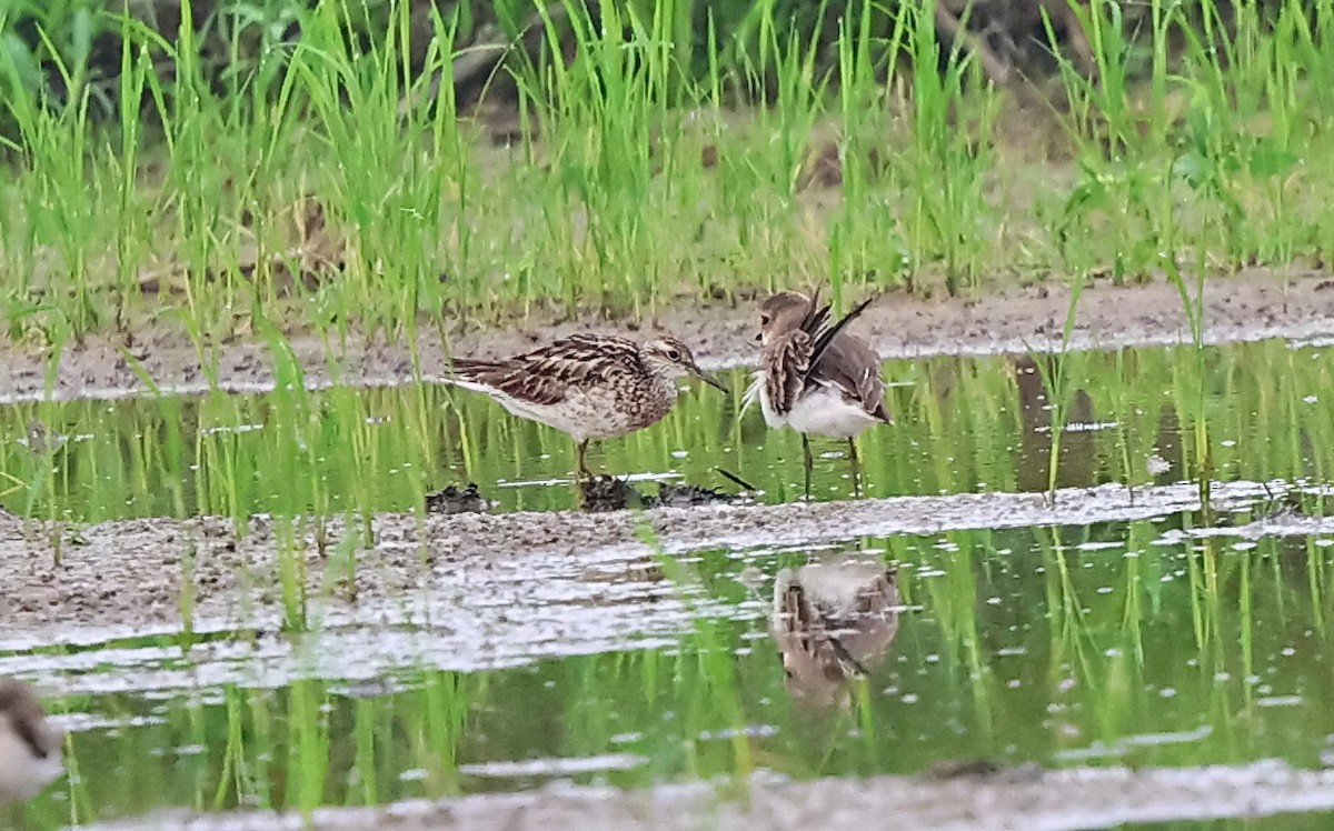 Sharp-tailed Sandpiper - ML642378412