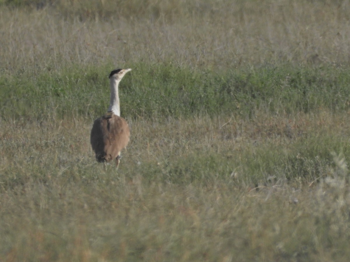 Great Indian Bustard - ML642378413