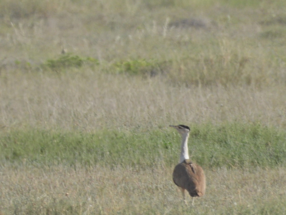 Great Indian Bustard - ML642378414