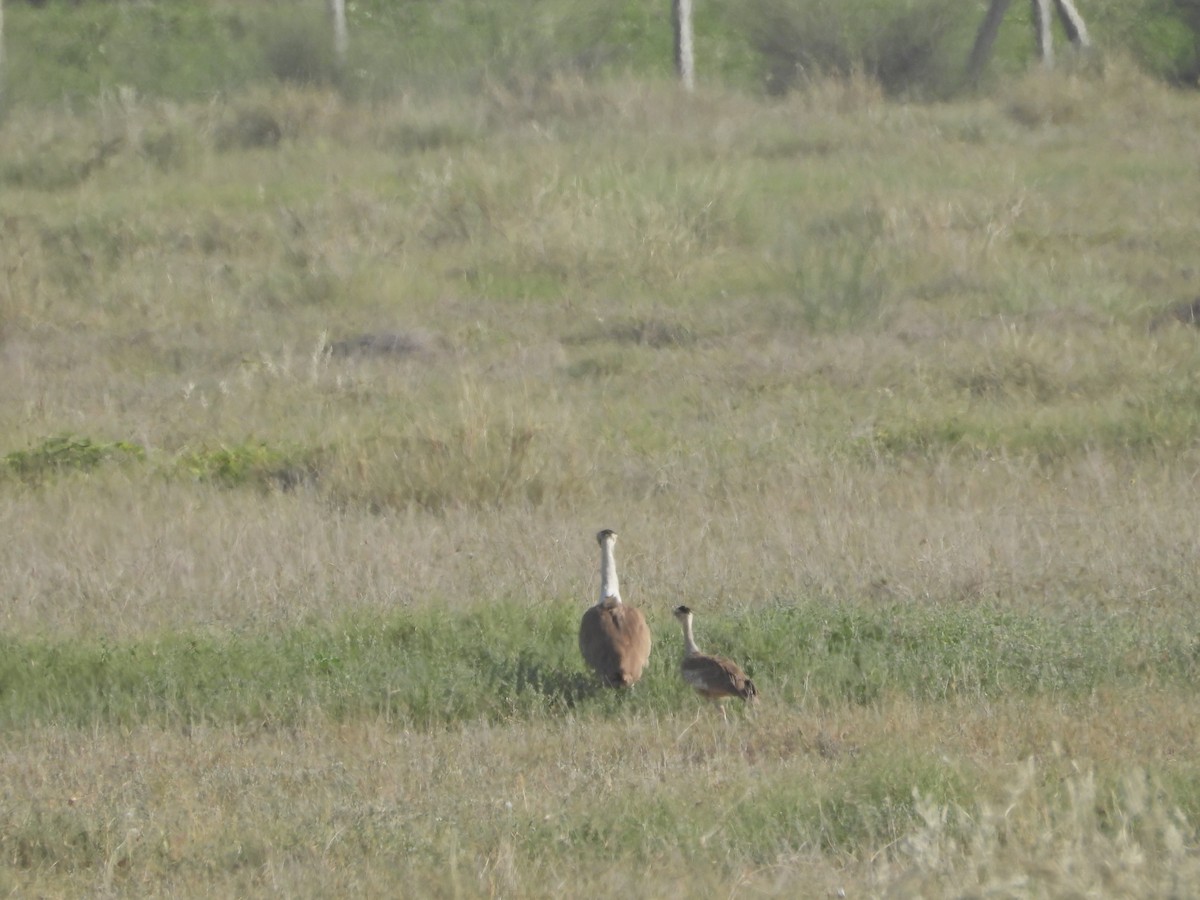 Great Indian Bustard - ML642378415