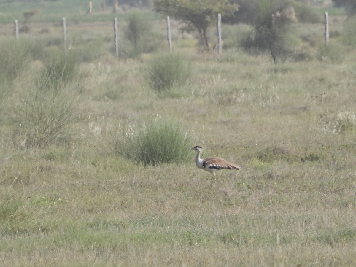 Great Indian Bustard - ML642378416
