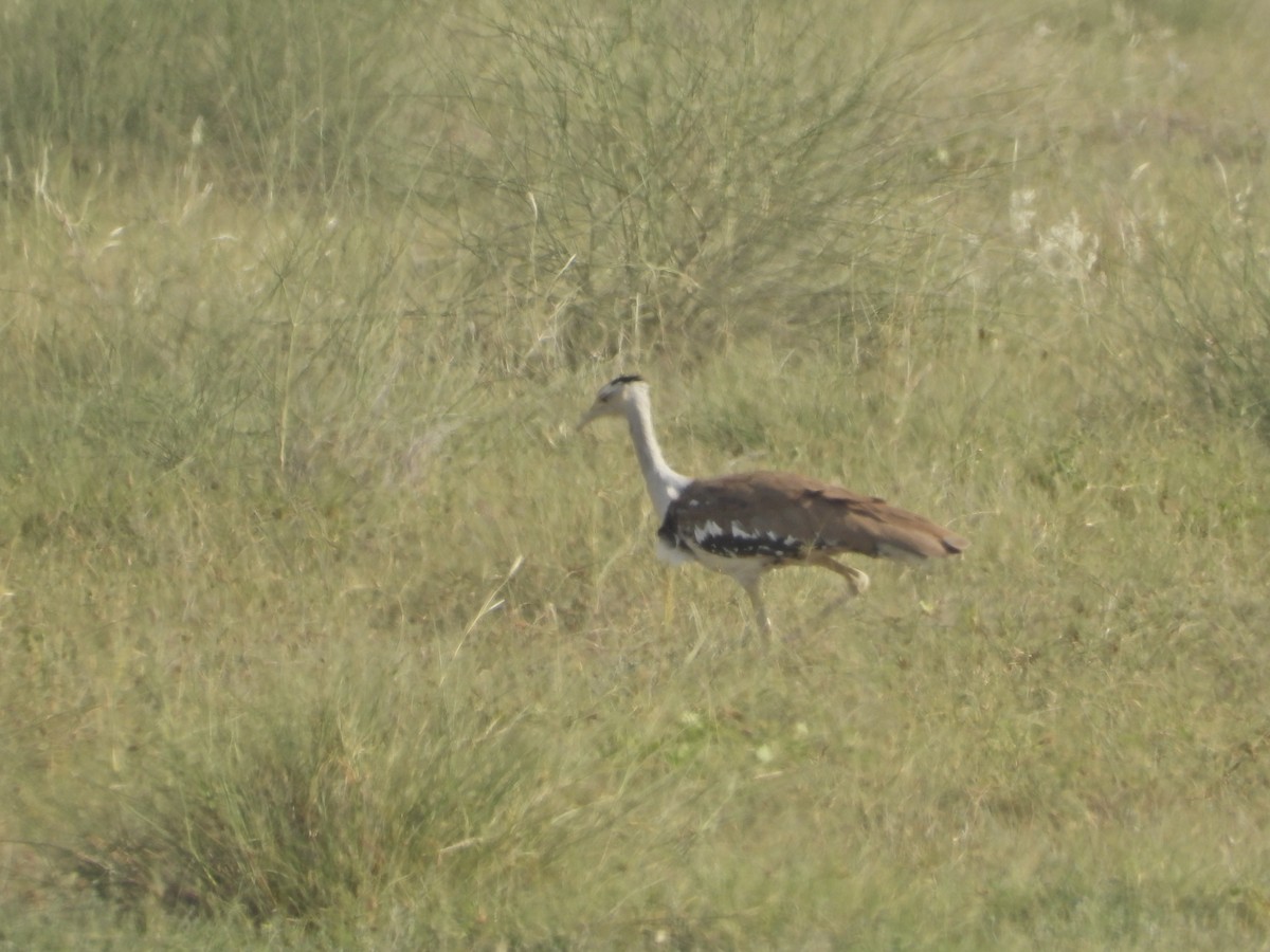 Great Indian Bustard - ML642378417