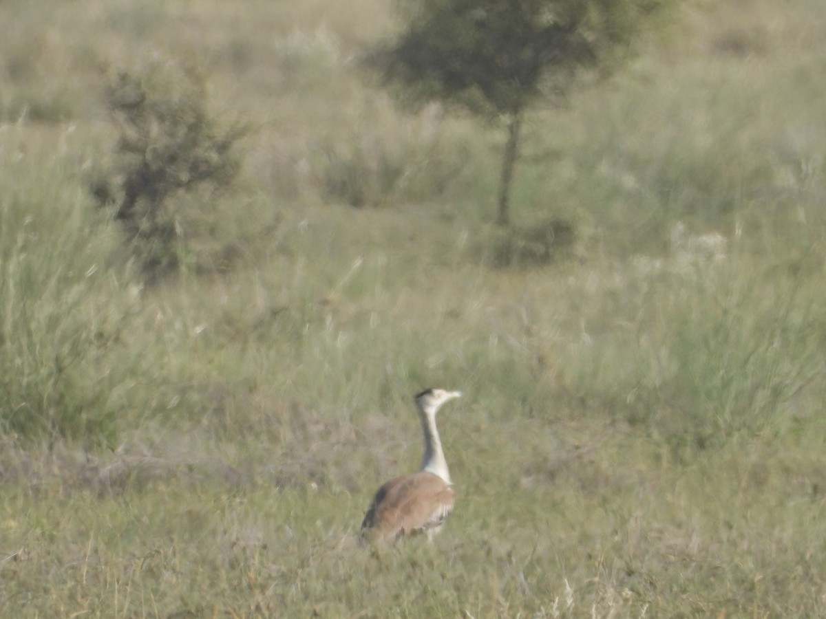 Great Indian Bustard - ML642378418
