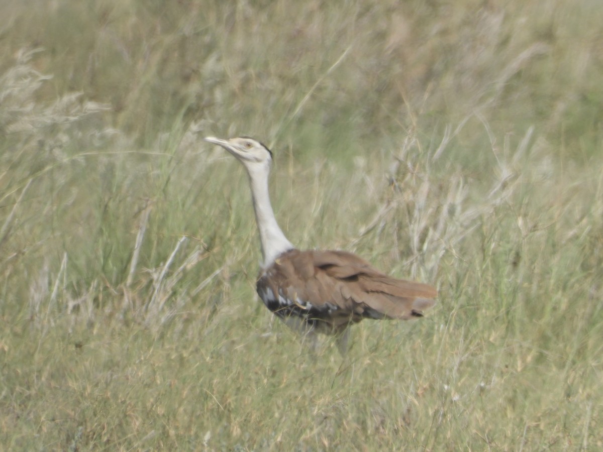 Great Indian Bustard - ML642378419