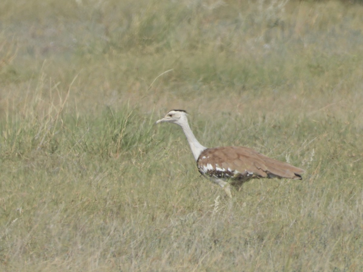 Great Indian Bustard - ML642378420