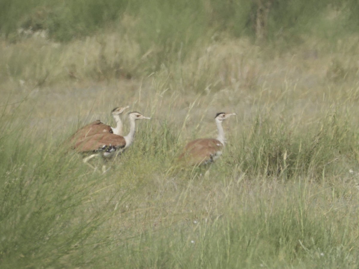 Great Indian Bustard - ML642378421