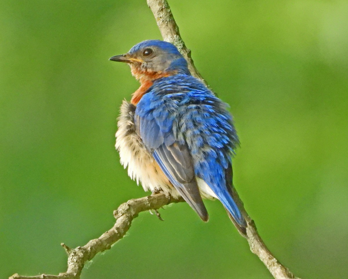 Eastern Bluebird - ML642378425