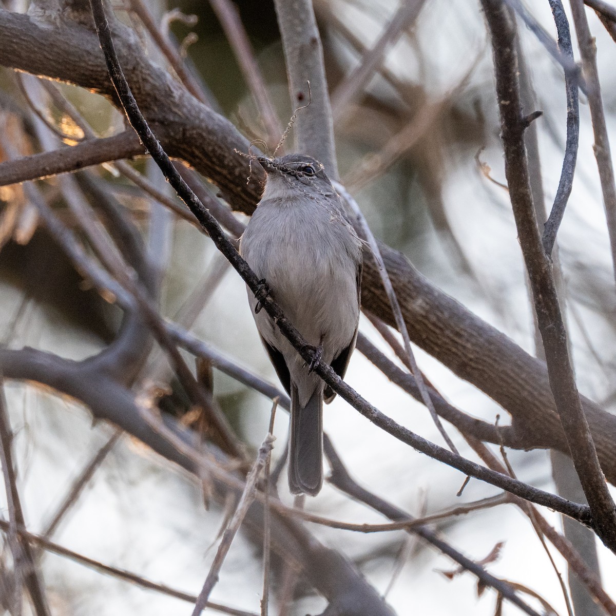 Ashy Flycatcher - ML642378427