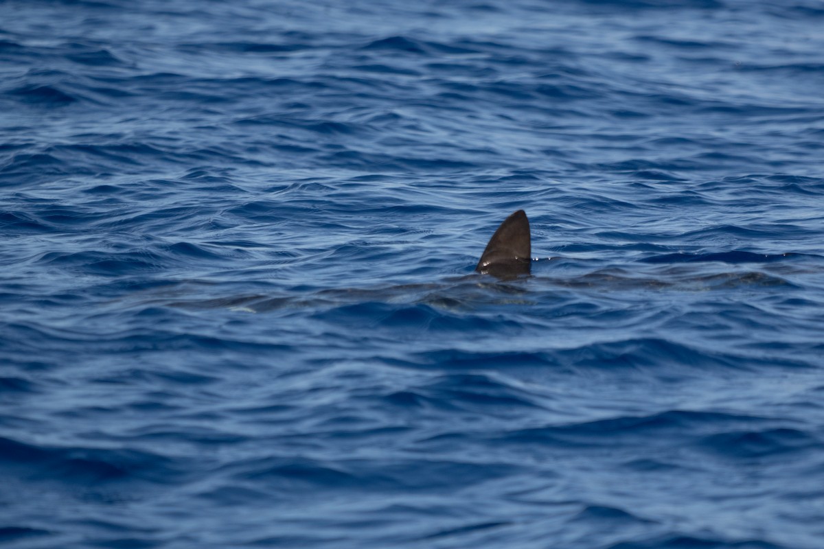 Blue Shark - ML642378430