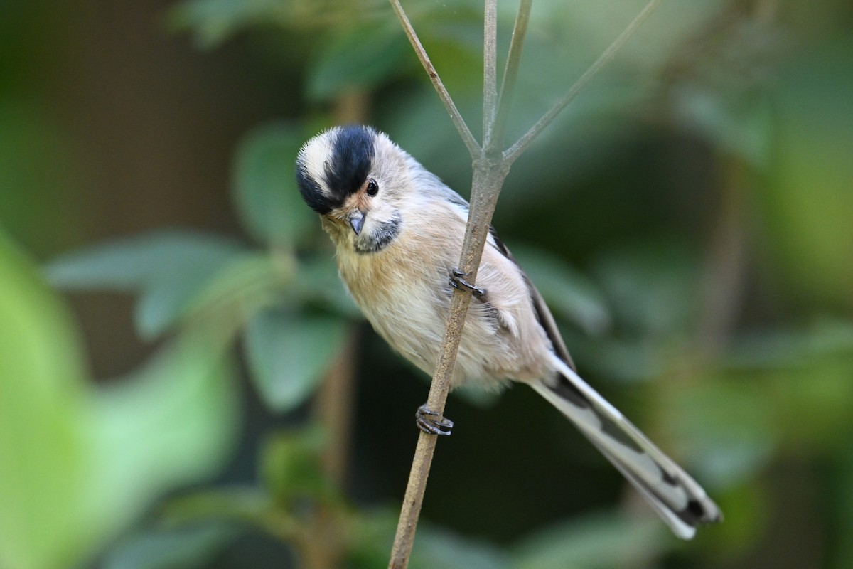 Silver-throated Tit - ML642378436
