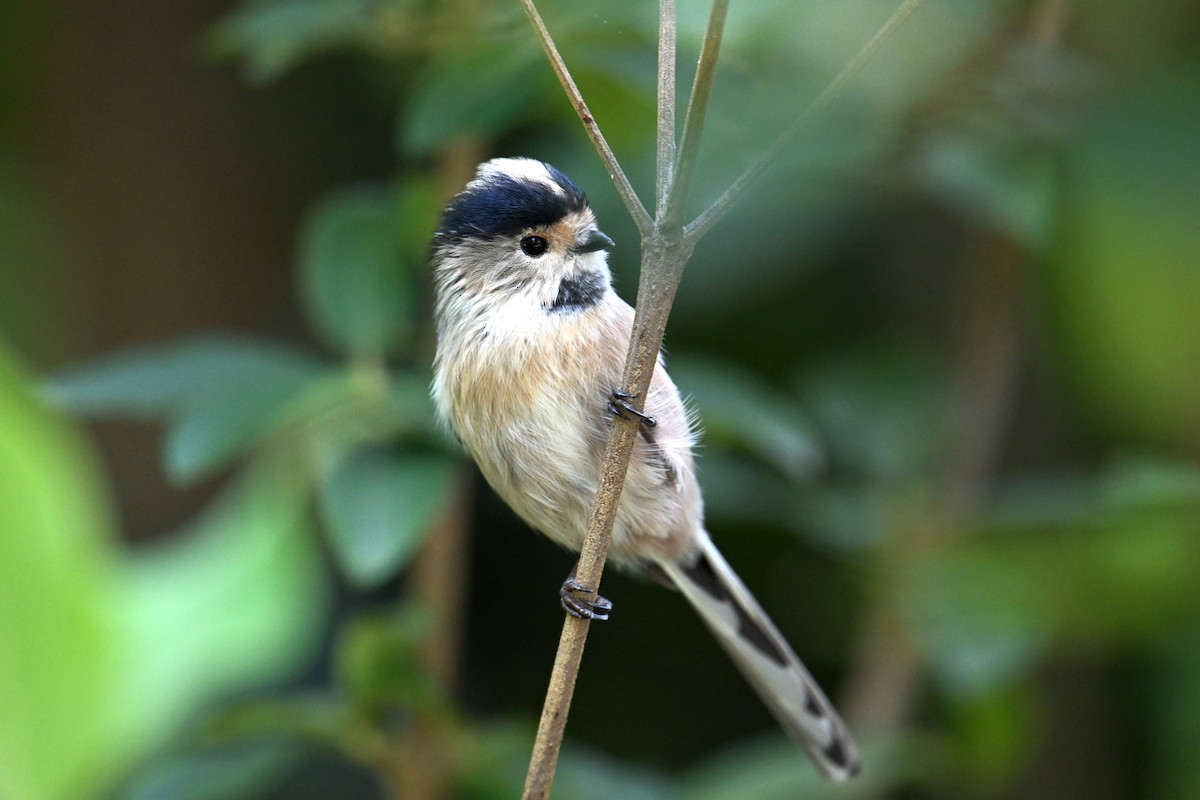 Silver-throated Tit - ML642378437