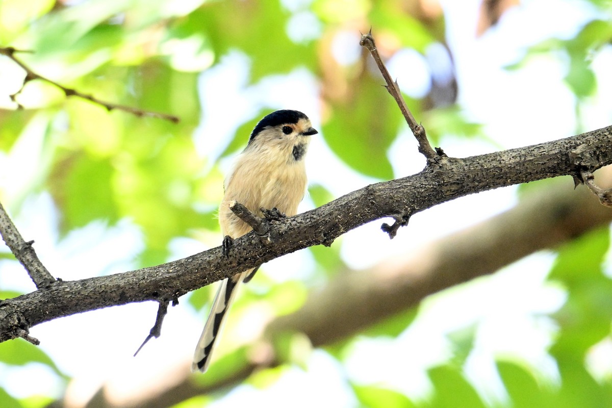 Silver-throated Tit - ML642378438
