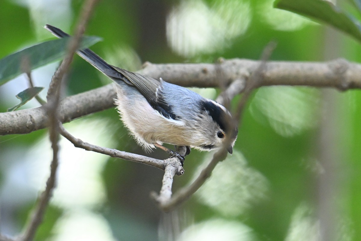 Silver-throated Tit - ML642378439