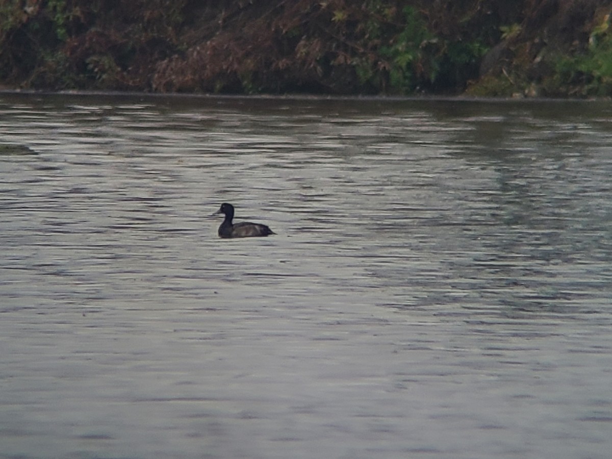 Greater Scaup - ML642378440