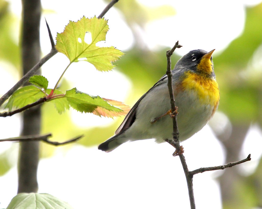 Northern Parula - ML642378451