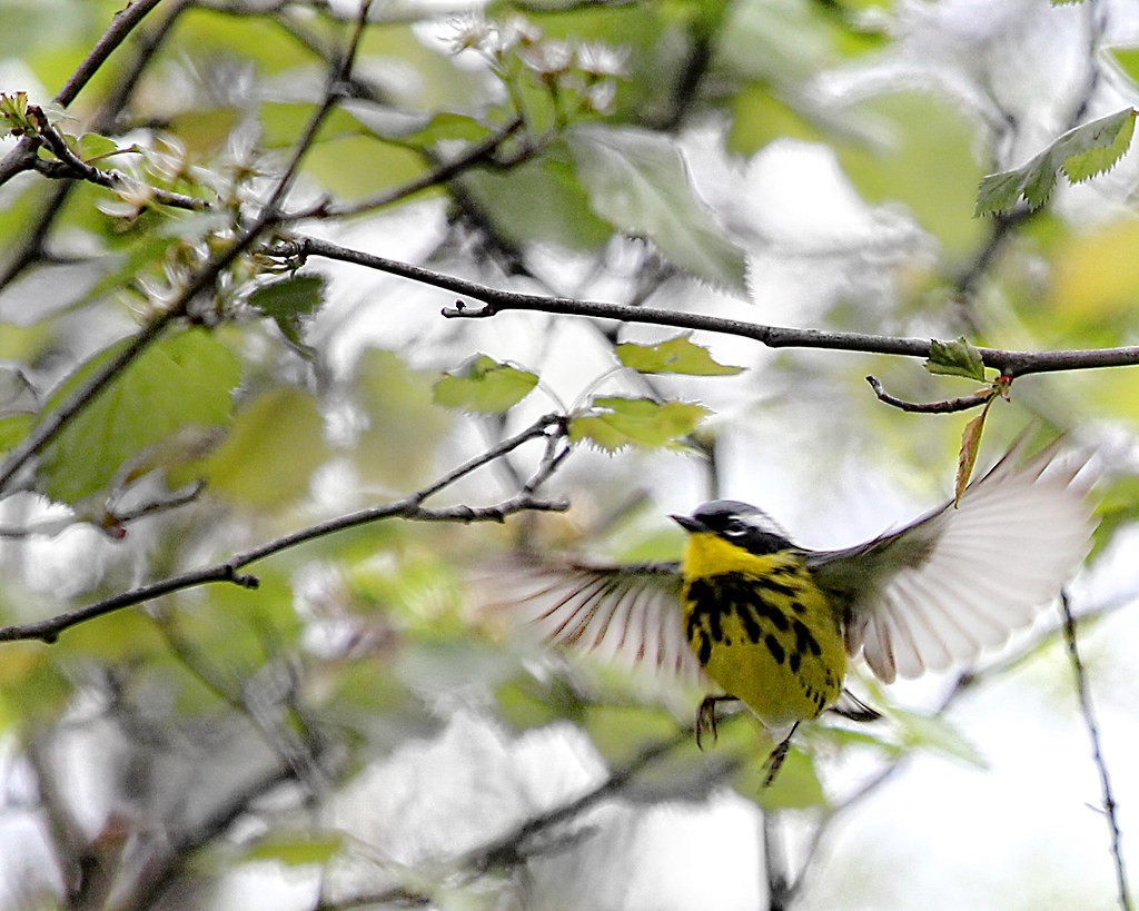 Magnolia Warbler - ML642378456