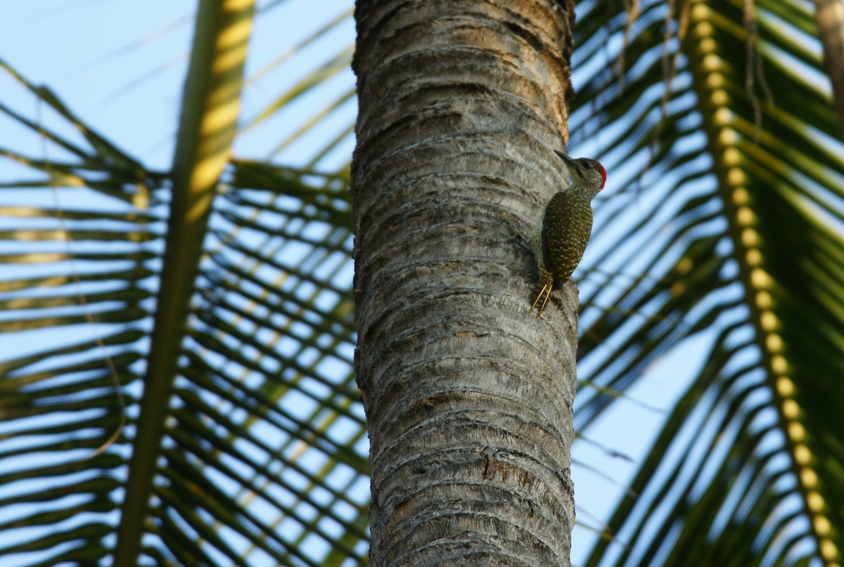 Nubian Woodpecker - ML642378463