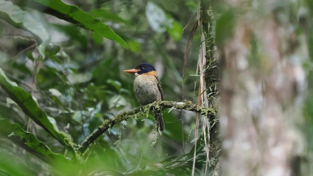 Scaly-breasted Kingfisher (Scaly-breasted) - ML642378466