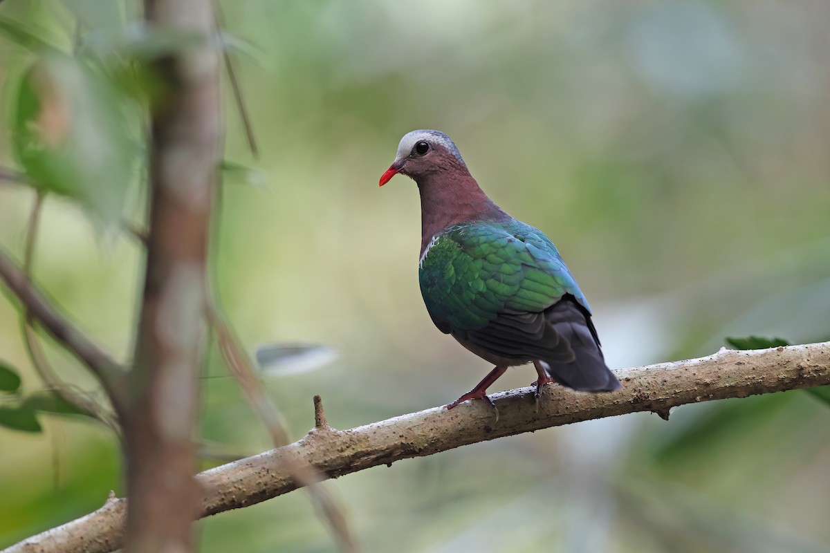 Asian Emerald Dove - ML642378469