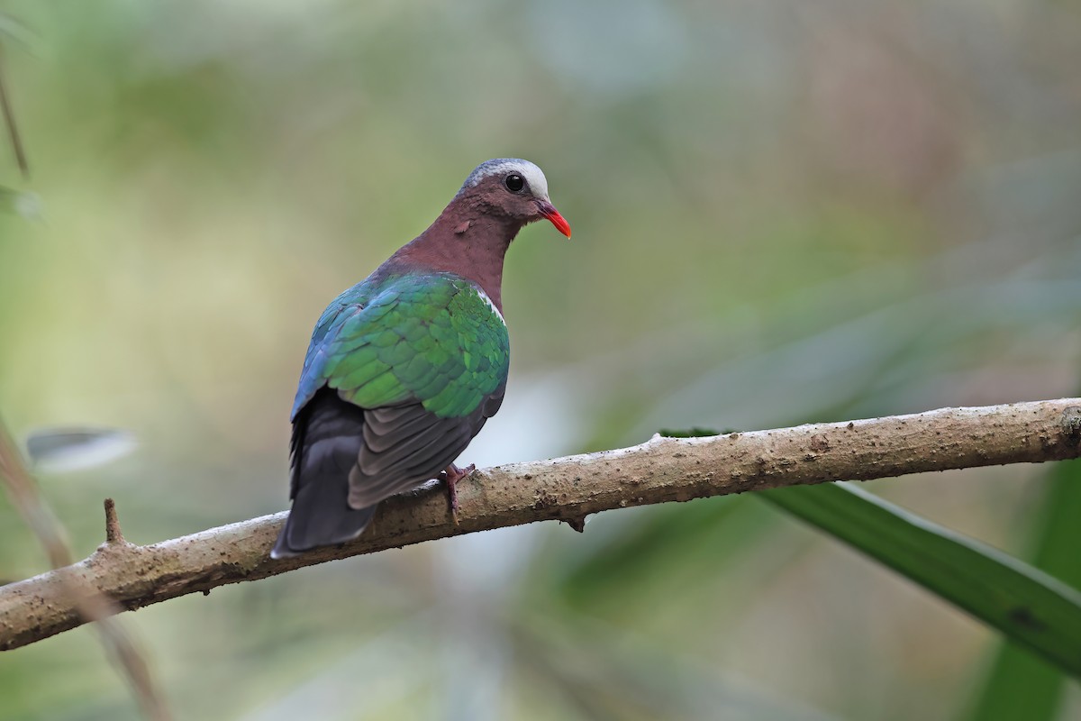 Asian Emerald Dove - ML642378470