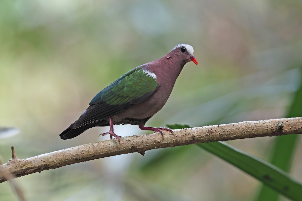 Asian Emerald Dove - ML642378471