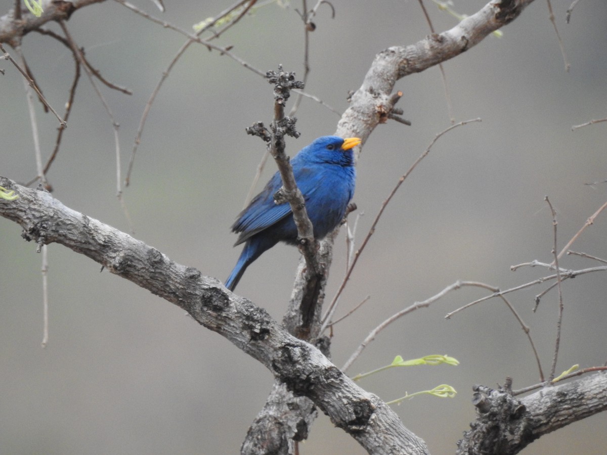 Blue Finch - ML642378472