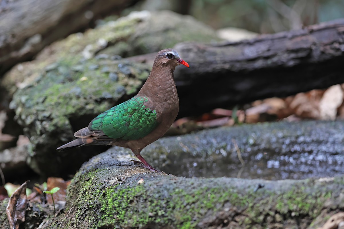 Asian Emerald Dove - ML642378473