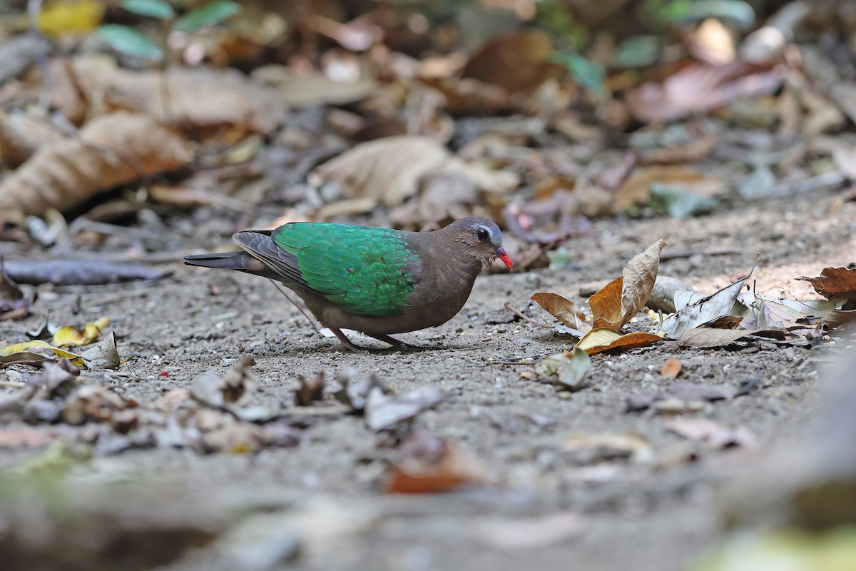 Asian Emerald Dove - ML642378474