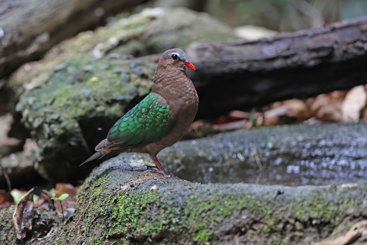 Asian Emerald Dove - ML642378475