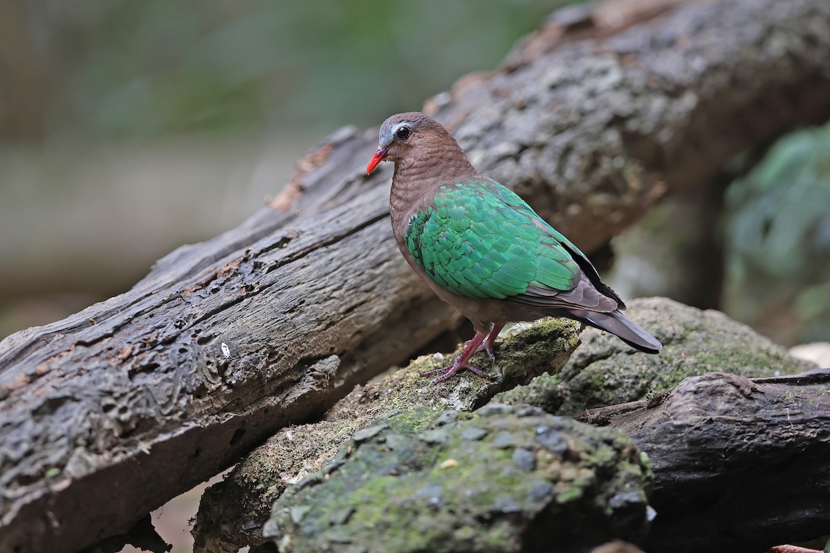 Asian Emerald Dove - ML642378476