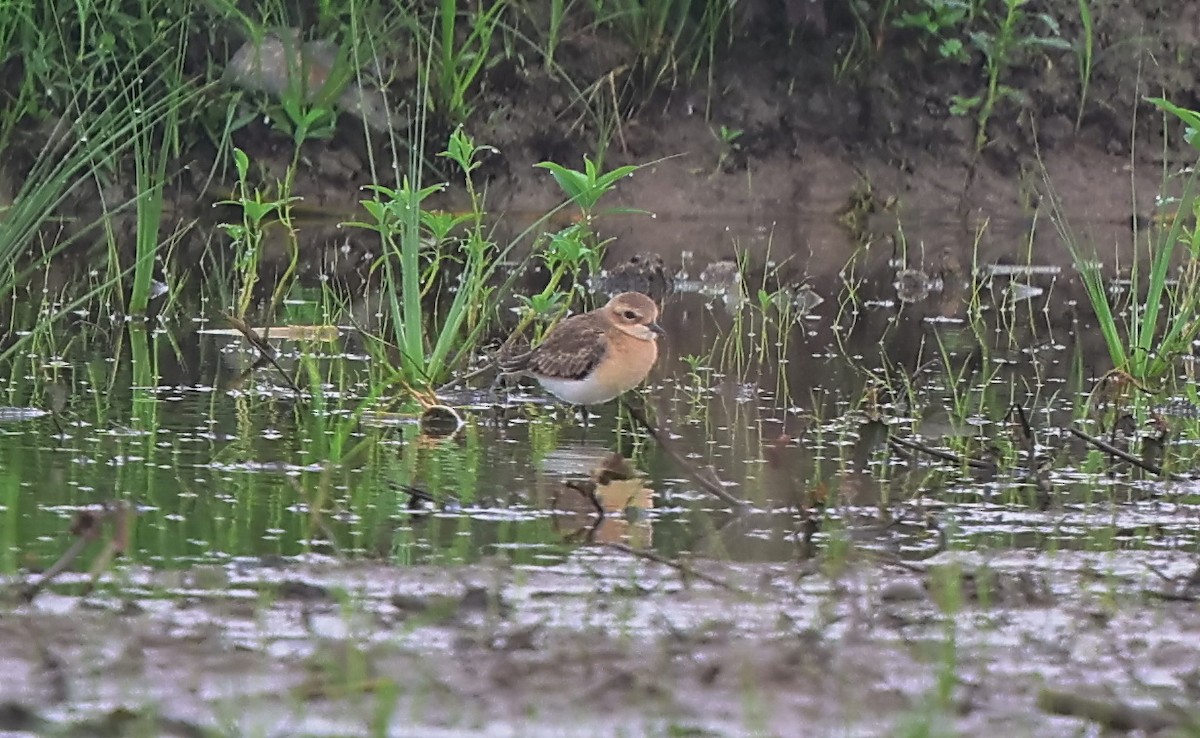 Tibetan Sand-Plover - ML642378489