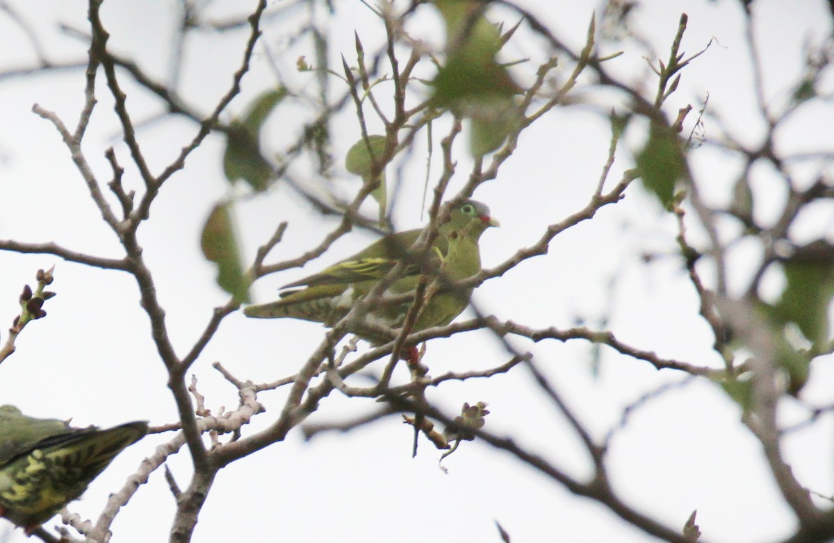 Thick-billed Green-Pigeon - ML642378492