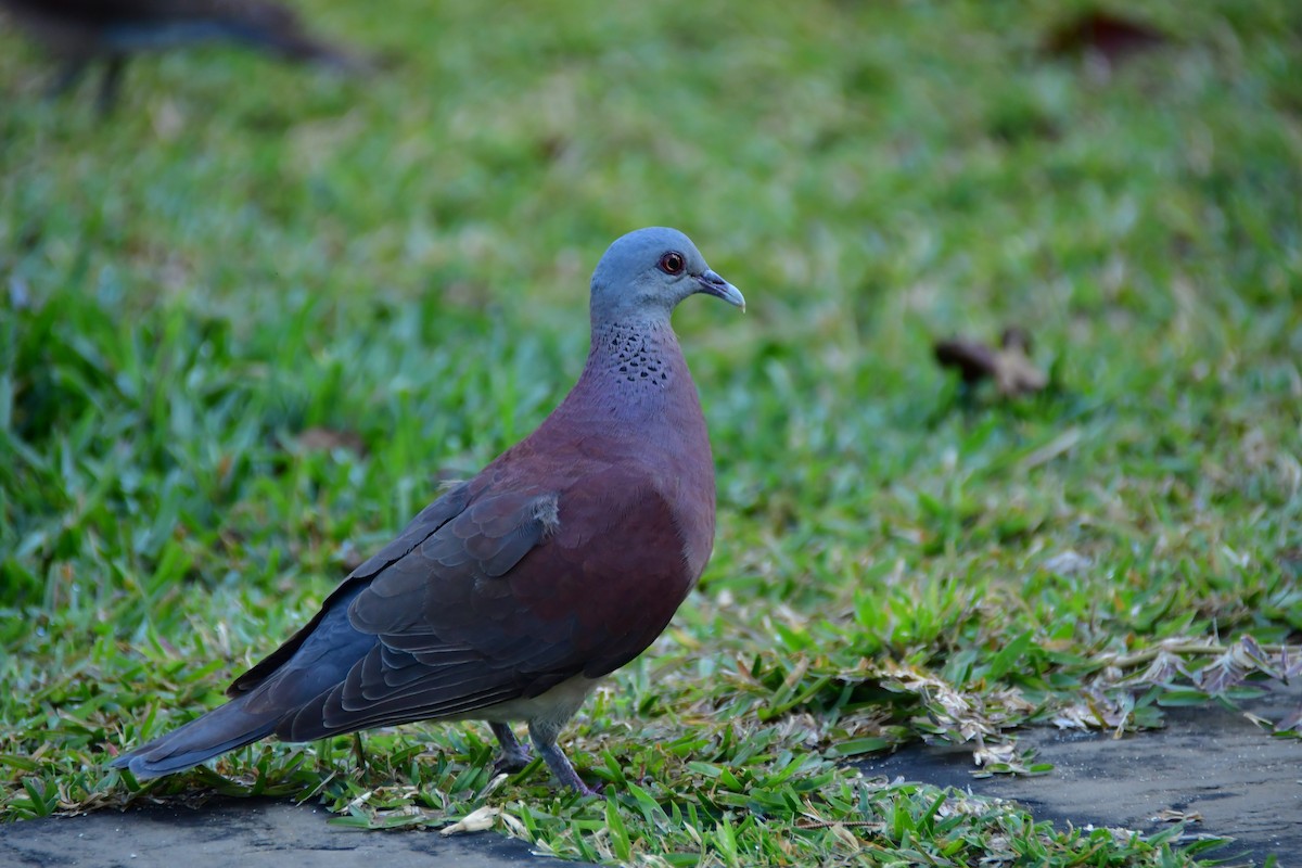 Malagasy Turtle-Dove - ML642378495