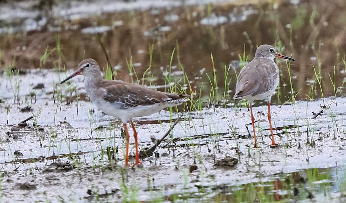 Common Redshank - ML642378499