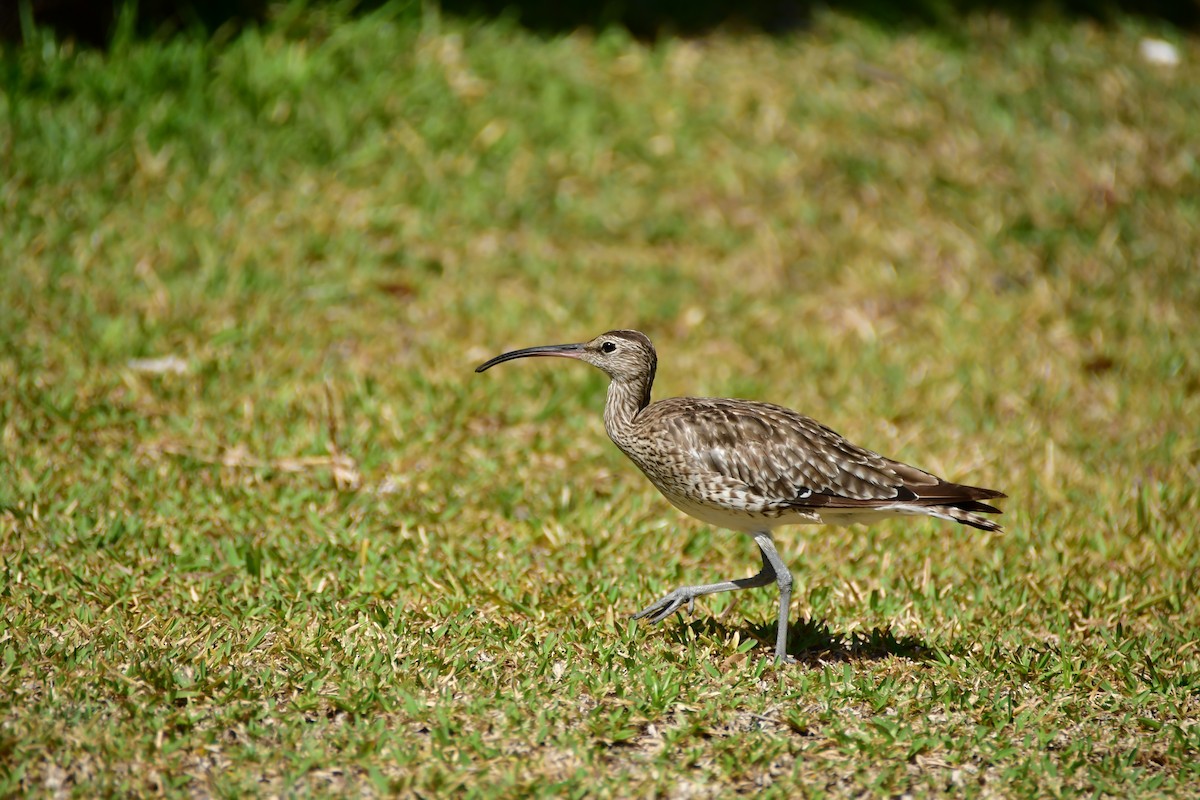 Whimbrel - ML642378502