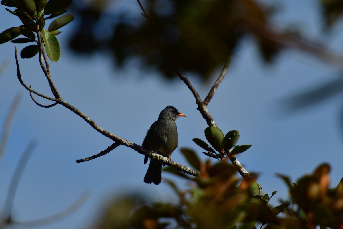 Mauritius Bulbul - ML642378517