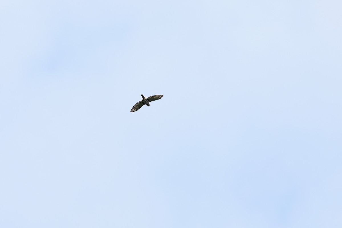 Crested Goshawk - ML642378520